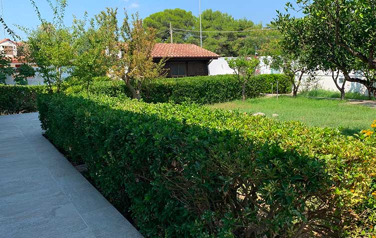 Giardino